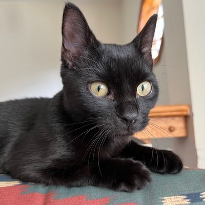 agentcoopercat's profile picture. 5 months old, a very special agent 🏳️‍🌈🏳️‍⚧️🇵🇸