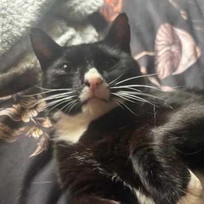 vectls's profile picture. 