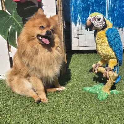 peterkerstens2's profile picture. Eerlijkheid