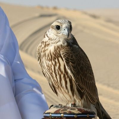 KhAl494's profile picture. 