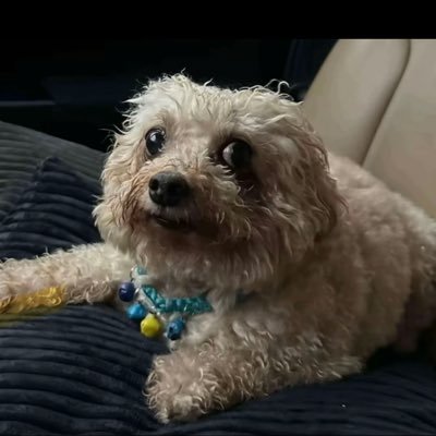 monkey82861883's profile picture. Get out