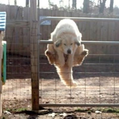 cosmicalpup's profile picture. MDNI • 20 ('05) • they/it/he