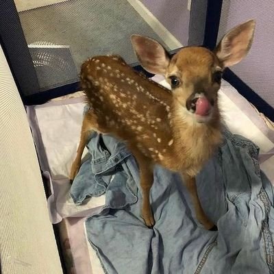 pedecigarro's profile picture. girls only
