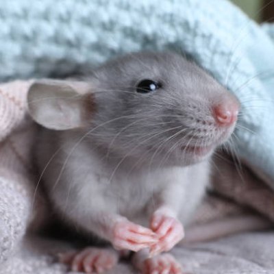 clandestine_rat's profile picture. perpetually curious, replies encouraged