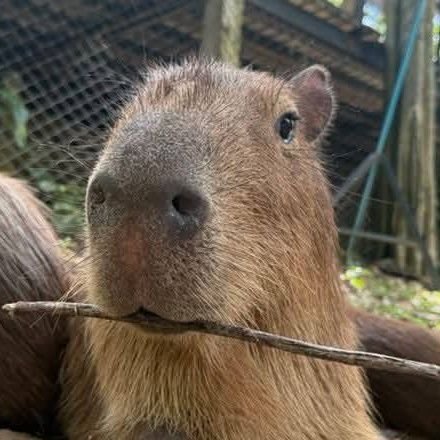 Koyoko_Kuromori's profile picture. I love milk ☺