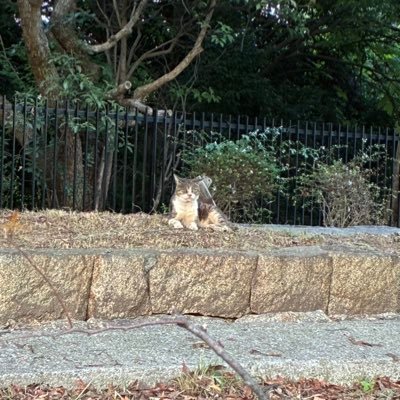 damm_shit_'s profile picture. バイク、スケボー、B'zが主な栄養源  スポットが劣化してきたのでスケートプラザにならないか市に相談してみた