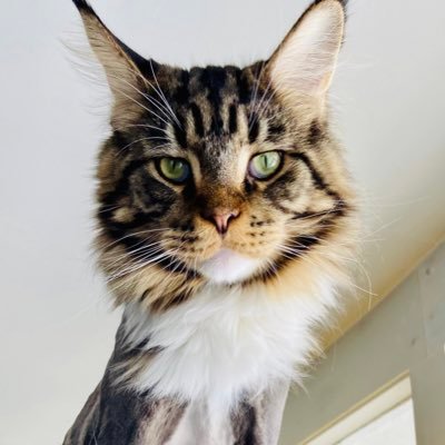 StephenMWambach's profile picture. 