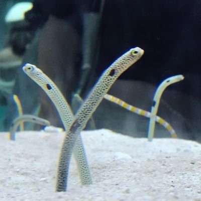 いちしさんのプロフィール画像