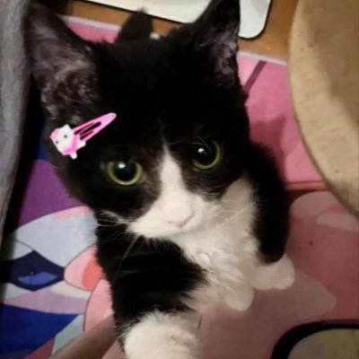 sierjuliana's profile picture. haaave you met juliana?