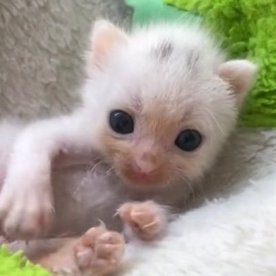 @4989hapnikka