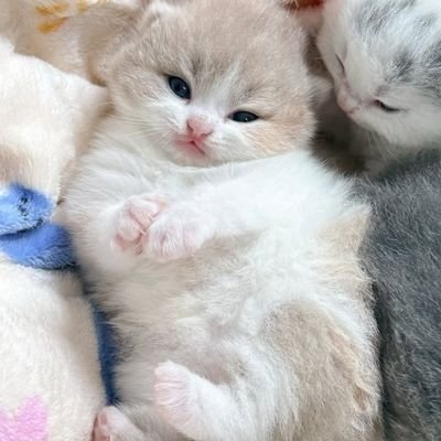 frailmossy's profile picture. 