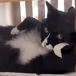 AkiNiwa_K's profile picture. ＊安居天蒂里。厄等兵、遜號員*
＊興趣：騎車。追劇追番。健身(跳繩、自主訓練)*
＊平安。*喜樂ヽ(　ﾟ∀ﾟ)ﾉ♬