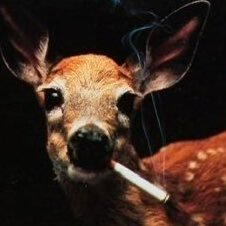 dkb_88's profile picture. go bills :3