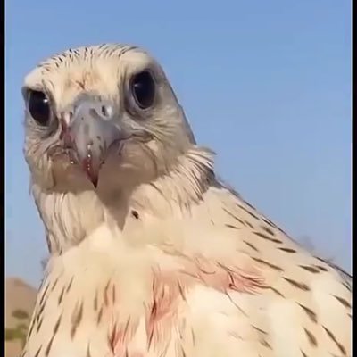 505uae1's profile picture. 