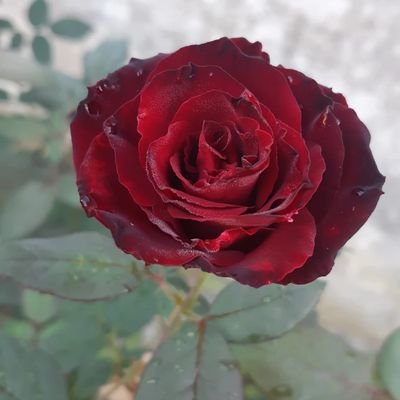 daruoxa's profile picture. 🖤❤️