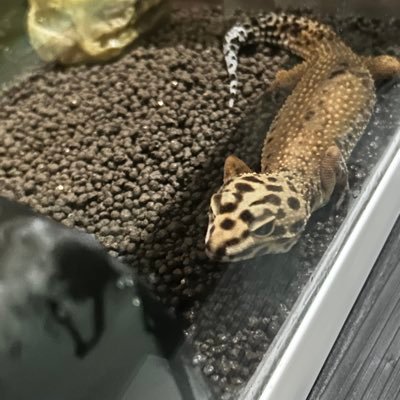 AyM4Y7THB77948's profile picture. (02世代) つぶやきアカウント 暇つぶし大切な人いるんで