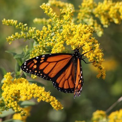 SrgbNj's profile picture. 22