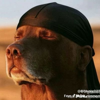 nchshadow18425's profile picture. 
