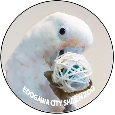 nekochanniko's profile picture. 