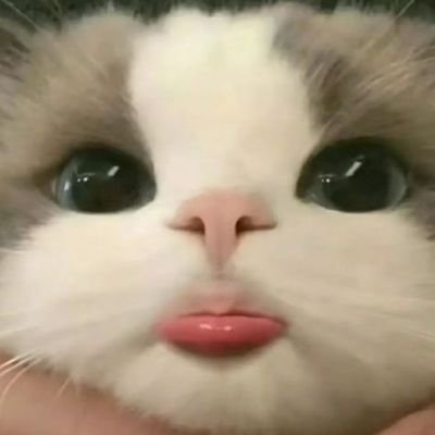 Leanmiks's profile picture. free tag