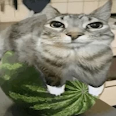 lin_rinさんのプロフィール画像