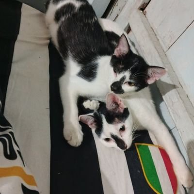 kami adalah kucing 🐱🐱