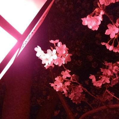 neko__tamu's profile picture. 20↑
創作だいすき❤❤

創作軍人さんにドハマリ中…

(前垢がバグってお陀仏になったので転生しました！)