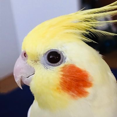 オカメのココ on X