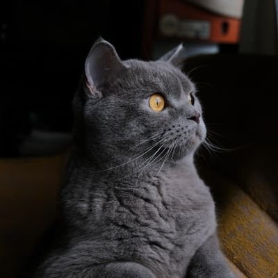 omarsily's profile picture. Adil Kademeli emeklilik hesabı.