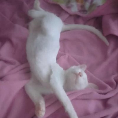 ricepadding's profile picture. 