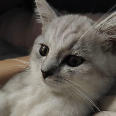 buchicong369513's profile picture. 