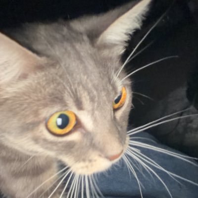 Originalhugs's profile picture. 