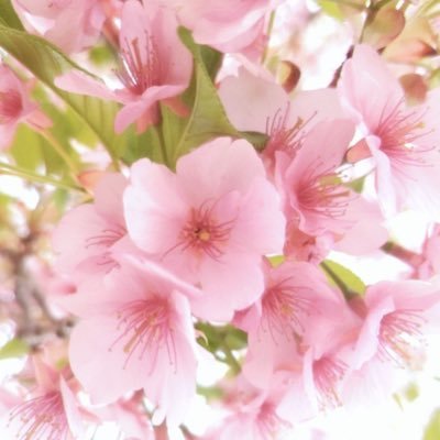 sgjzxnxiwnsv's profile picture. 雑多/ROM