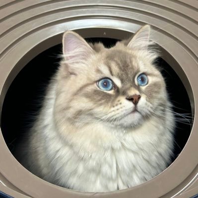 okomemaru721's profile picture. 2024年7月21日生まれのサイベリアン君です。 🐾 とにかくかわいい。まいったねこりゃ。 無断転載お断りしています🙌 #猫 #サイベリアン #ネヴァマスカレード
