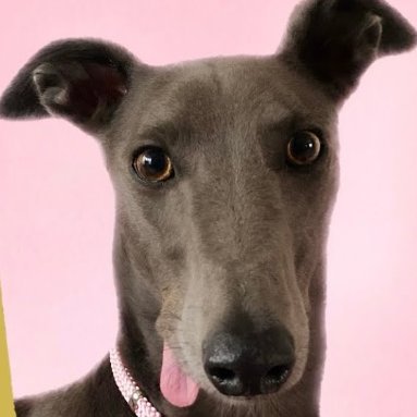 MylovelypetJo's profile picture. Jo is my cute little pet. He loves to smell all kinds of scents and follow them.