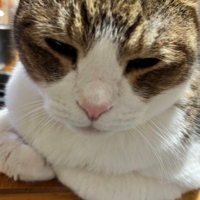 dolltukuritai's profile picture. ぼちぼち人形の事つぶやくので宜しくです。猫が好きなアラフィフです、女ですよ!!!ゆうた(14歳)の猫と山が好きな連れ付w