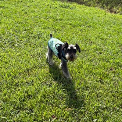 leon43657092's profile picture. 基本🐶gress. ピクミン bloom 👟 相方犬さんハイシニア突入。とてもゆるり。陣営アレルギー的なものは🍆。スプー.複垢✖️🍀