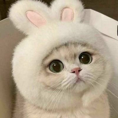 imk1dkat's profile picture. ❃.✮:▹◃:✮.❃