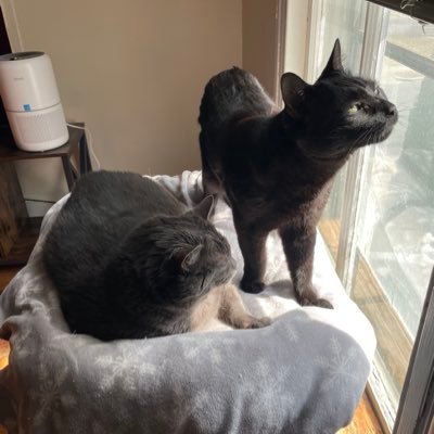 Hargitay1NY's profile picture. Undergrad Trauma Therapy Trainee. Support all First Responders/Vets w/PTSD, All Law & Orders, Lincoln Lawyer,Bosch, NYY, BacktheBlue 🇺🇸🐈☕️ 🍰