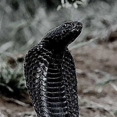 T_Blacksnake's profile picture. Horny ass 18 yo with a bbc. Love PAWGS and PAAGS. I repost stuff I like. Minors dni🔞