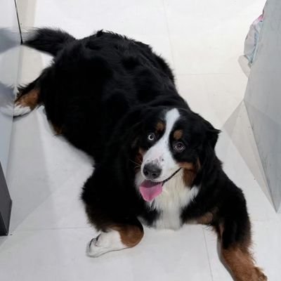 HngNana5's profile picture. 🤲🦈🐶👶