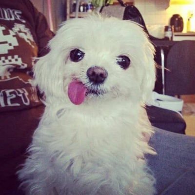 krtzsy's profile picture. semi inactive sowwy (・_・;) || #mizu5twt.. || SHEDTWT DNIII || lssp.... and uu.... fan..... *cries*