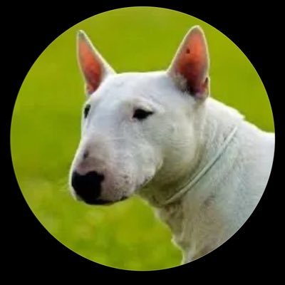 Splinter7759471's profile picture. 