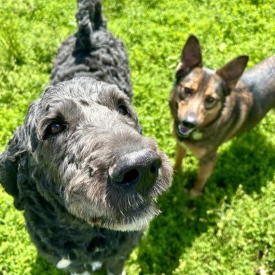 rdogs1761's profile picture. UF🐊⚽️ . Wife. Proud Mom of @WalkerRice75 !! 🖤Steelers💛 & 🧡🐊💙 Rotary Club of Oak Ridge