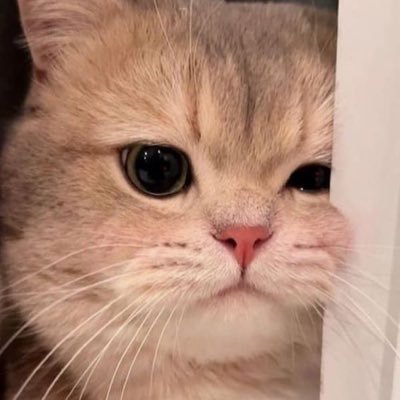 omo_owo00's profile picture. 