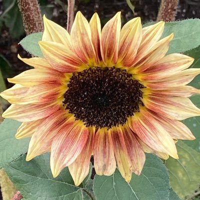 FionaGeorge66's profile picture. Ex-teacher. Pro humanity, equality, truth & justice, ergo anti Zionism, Israel, r/t, brexit, corruption & racism. “The ‘chosen people of God’ is all humanity”.