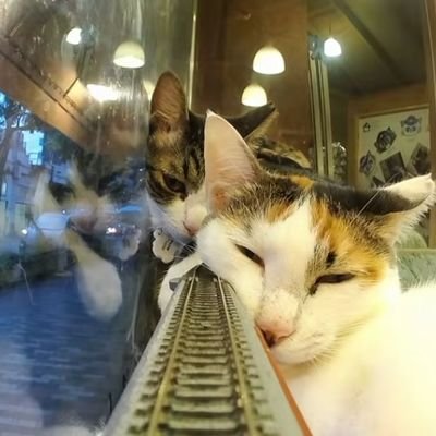 illusion4z's profile picture. hi

I'm like stupid don't always take me seriously