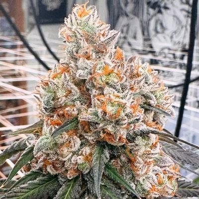 get_high9404's profile picture. WE SHIP TOP SHELF BUDS,LEAN AND DISPOSABLE CARTS JOIN POTATO APP CHANNEL BELOW AND STAY UPDATED WITH EVERYTHING AVAILABLE 
https://t.co/FSCHJ3Fezn