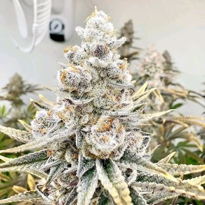 professionalzww's profile picture. WE SHIP TOP SHELF BUDS,LEAN AND DISPOSABLE CARTS JOIN POTATO APP CHANNEL BELOW AND STAY UPDATED WITH EVERYTHING AVAILABLE
https://t.co/ibIi7bz56G