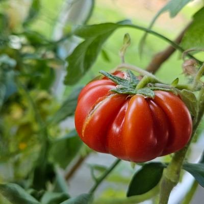 the tomatonater 🍅さんのプロフィール画像